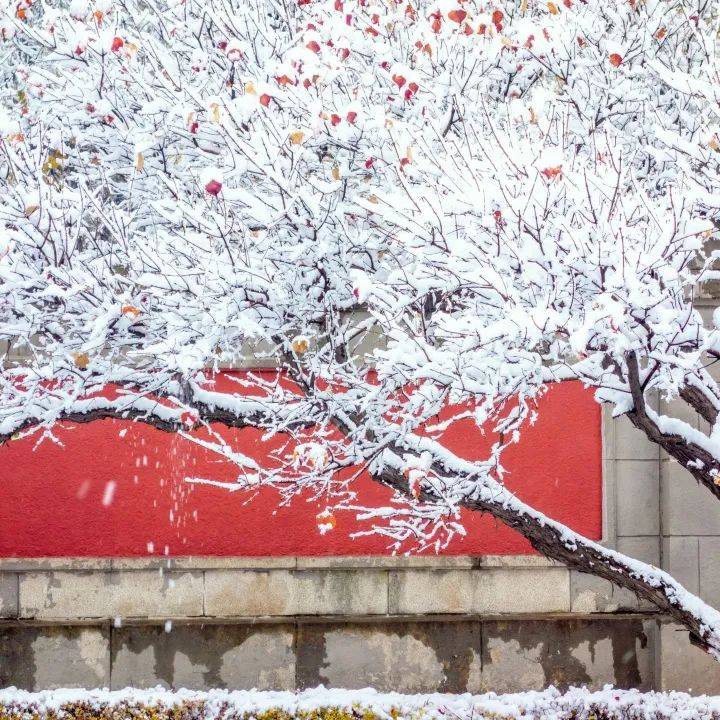 雪花在线观看免费高清,数据整合方案实施_投资版121，127.13