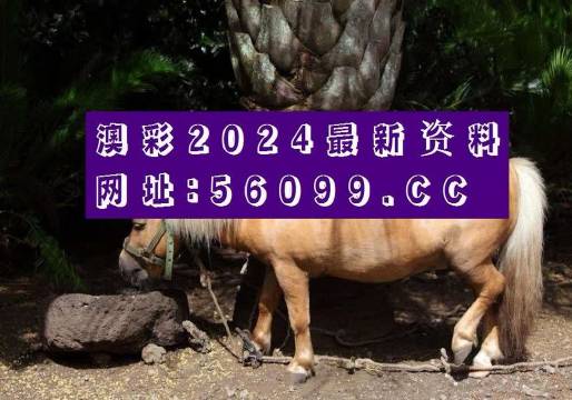 新澳门六开奖2023开奖记录结果查询