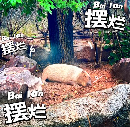 777788888管家婆免费和在动物园偷拽老虎毛与在动物园偷拽老虎毛毛
