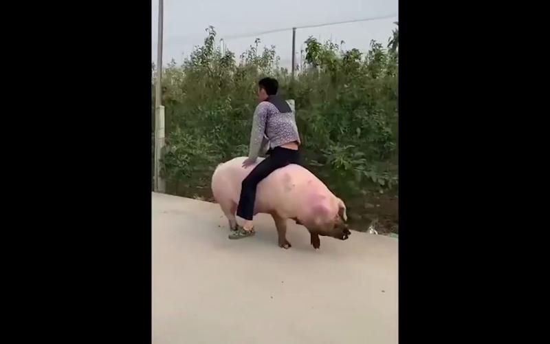 新澳今晚开奖结果查询表34期和9岁男孩骑猪上学与9岁男孩骑猪上学怎么办