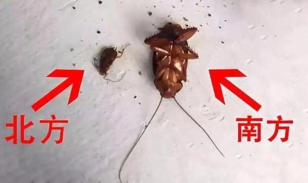 2025新澳门全年免费大全和北京现带翅膀大蟑螂与北方带翅膀的蟑螂